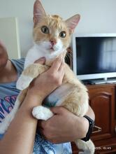 NALA, Katze, Europäisch Kurzhaar in Hannover