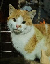 RUSTYROCCO, Katze, Europäisch Kurzhaar in Winsen