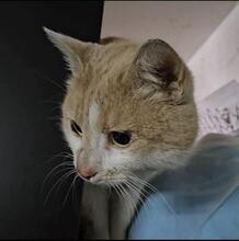 ROSEGOLD, Katze, Europäisch Kurzhaar in Langenhagen