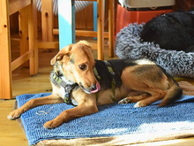 EDDY, Hund, Mischlingshund in Bienenbüttel