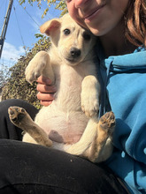 BENEDICTA, Hund, Mischlingshund in Rumänien