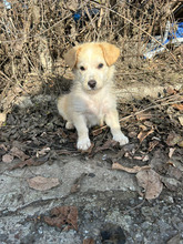 ALON, Hund, Mischlingshund in Rumänien