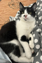 ALON, Katze, Europäisch Kurzhaar in Rumänien