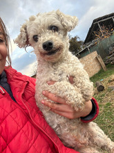 ZITA, Hund, Bichon Maltais in Rumänien