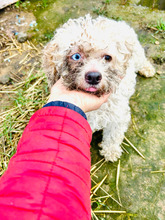 BRUNI, Hund, Bichon Maltais in Rumänien