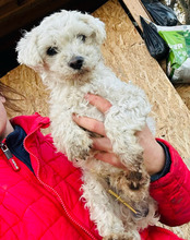 AURELIO, Hund, Bichon Maltais in Rumänien