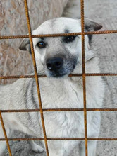 ELLA, Hund, Mischlingshund in Rumänien