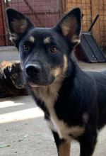 ELLIOT, Hund, Mischlingshund in Rumänien