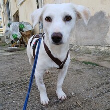 PHILLIPA, Hund, Mischlingshund in Griechenland