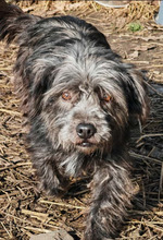 ALLEGRA, Hund, Mischlingshund in Rumänien