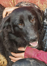 ADDY, Hund, Mischlingshund in Rumänien