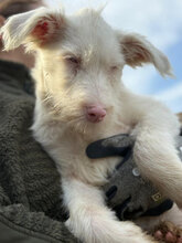 PHILA, Hund, Mischlingshund in Rumänien