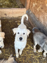 PANINI, Hund, Mischlingshund in Rumänien