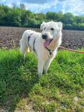 PANINI, Hund, Mischlingshund in Kerpen