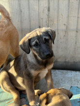 THELMA, Hund, Mischlingshund in Rumänien