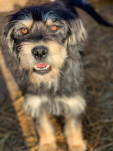 DONNA, Hund, Mischlingshund in Rumänien