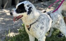 FLECKI, Hund, Hütehund-Herdenschutzhund-Mix in Eberswalde
