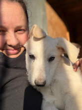 PUK, Hund, Mischlingshund in Rumänien