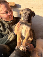 LOUISE, Hund, Mischlingshund in Rumänien