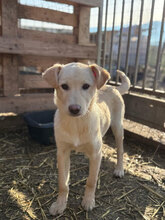 PINKY, Hund, Mischlingshund in Rumänien