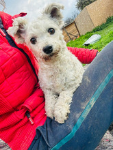 GINEVRA, Hund, Bichon à poil frisé in Rumänien