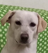 SPANK, Hund, Mischlingshund in Italien