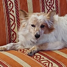 FRIEDA, Hund, Mischlingshund in Ottersheim