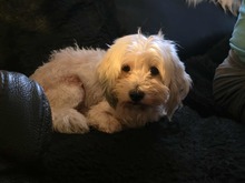 OLIAS, Hund, Malteser-Mix in Quickborn