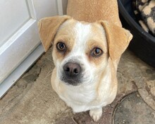 COCO, Hund, Mischlingshund in Ottersheim