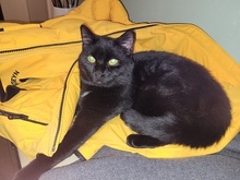VENOM, Katze, Abessinier in Fürth