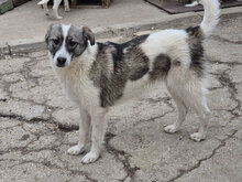 KIKO, Hund, Mischlingshund in Bulgarien