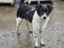 KIMO, Hund, Mischlingshund in Bulgarien