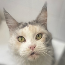 BEYONCE, Katze, Maine Coon in Spanien