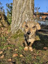 SKY, Hund, Mischlingshund in Nürnberg