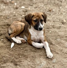FLY, Hund, Mischlingshund in Rumänien