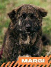 MARGI, Hund, Mischlingshund in Bulgarien