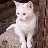 STARLIGHT, Katze, Hauskatze in Rumänien