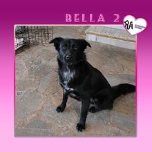 BELLA2, Hund, Mischlingshund in Griechenland