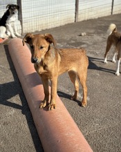 DAISY, Hund, Mischlingshund in Celle