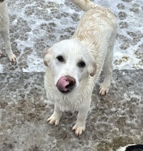 BRUNO, Hund, Mischlingshund in Celle