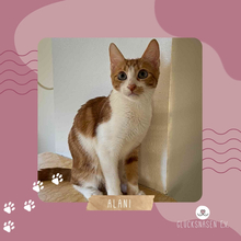 ALANI, Katze, Europäisch Kurzhaar in Rumänien