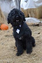 CERKA, Hund, Puli Mischling in Ungarn