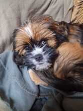 COOCKI2, Hund, Mischlingshund in Overath