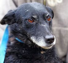 NELLA, Hund, Mischlingshund in Gefrees