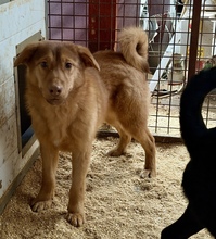 VILMOS, Hund, Mischlingshund in Ungarn