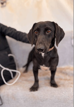 TOTO, Hund, Dackel-Mix in Ungarn