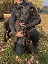 SERIUS, Hund, Mischlingshund in Ungarn