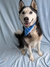ALASKA, Hund, Siberian Husky in Ungarn