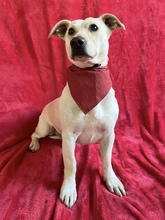 PHILIPP, Hund, Mischlingshund in Ungarn