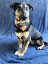 RANDOLF, Hund, Mischlingshund in Ungarn